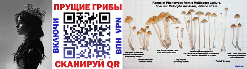 Псилоцибиновые грибы Magic Shrooms  Тула 